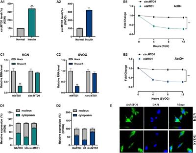 SNAI2-Induced CircMTO1 Promotes Cell Proliferation and Inhibits Apoptosis Through the miR-320b/MCL1 Axis in Human Granulosa-Like Tumor Cells